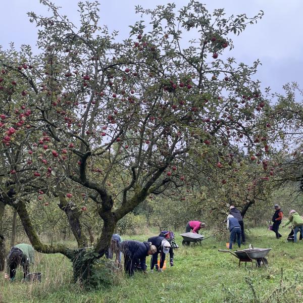 vom Apfel zum Saft 1
