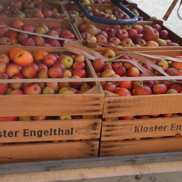 vom Apfel zum Saft 2