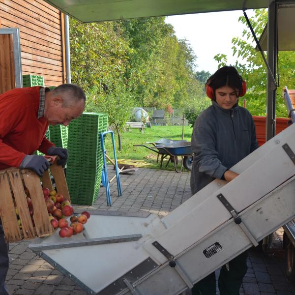 vom Apfel zum Saft 4