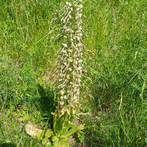 Orchidee im Hang hinter unseren Zellen: Bocks-Riemenzunge 