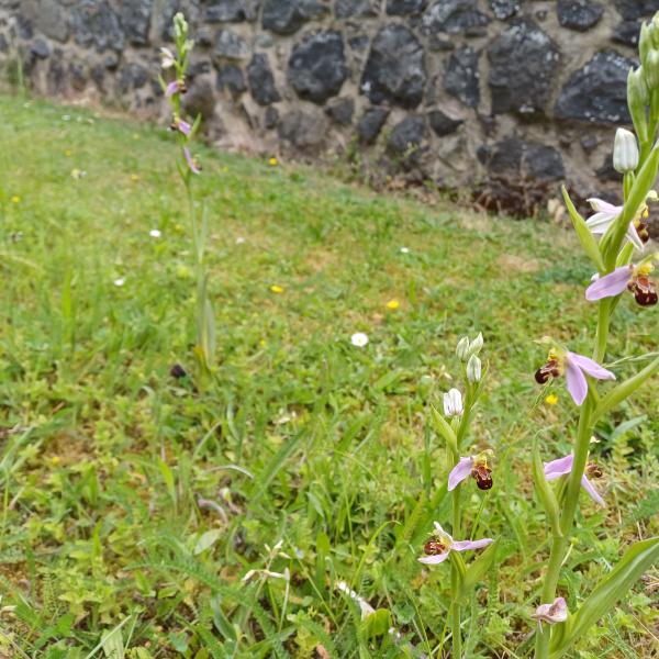 Orchideen im G&auml;stegarten: Bienen-Ragwurz 