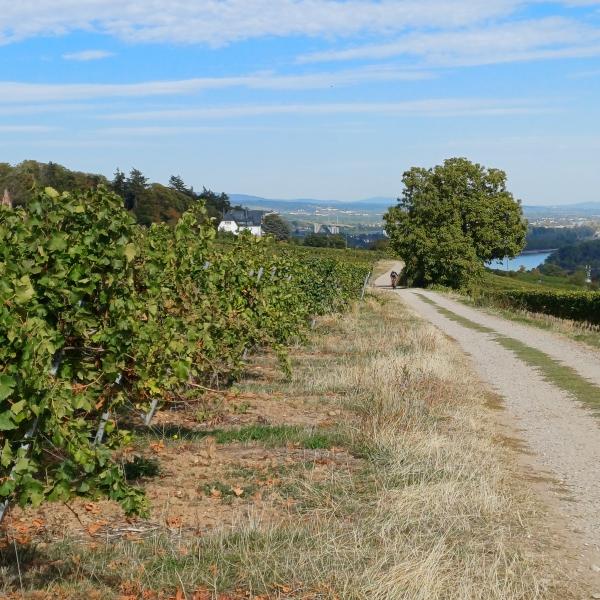 Blick aus dem Weinberg nach Osten zur Rochuskapelle und dem Rhein, im Hintergrund links der Taunus 
