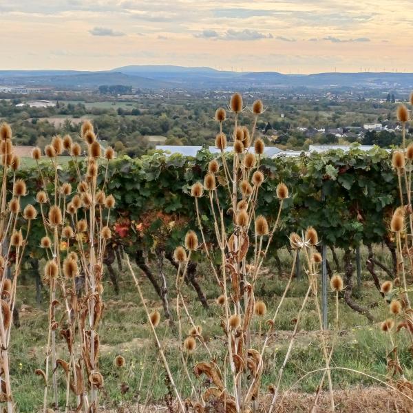 Blick nach S&uuml;dwesten Richtung Pfalz und Donnersberg 