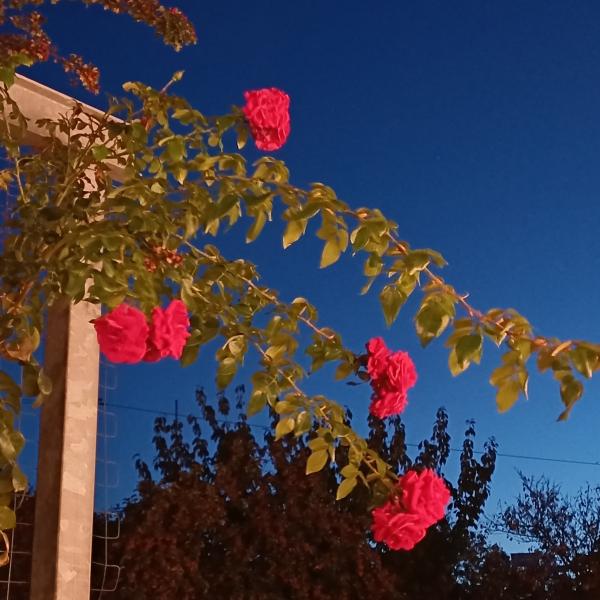 Rosen vor dem Oratorium 