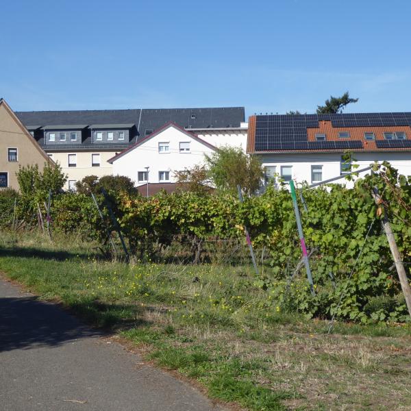Weinberge direkt vor der Haust&uuml;r 