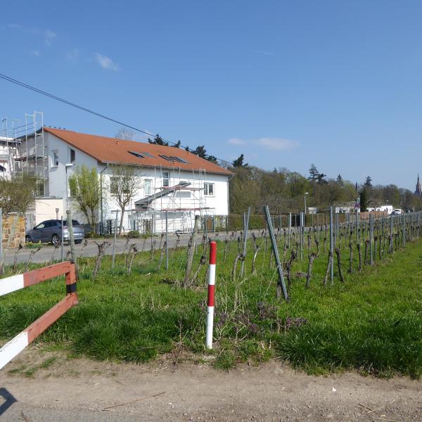 M&auml;rz 2026: Blick vom Weinberg zu unserem Haus, rechts hinten das Hildegard-Forum, ganz rechts hinten die Rochuskapelle 